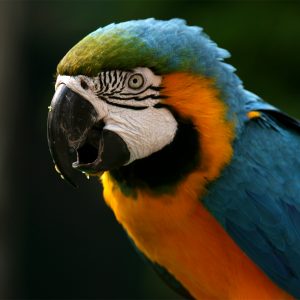 s_parrot_2021