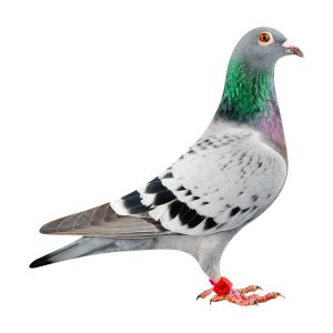 s_pigeon_new